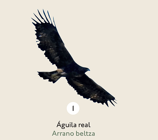 Imagen de un águila real de gran envergadura volando con las alas abiertas. La imagen está recortada sobre el fondo del panel de color crema.