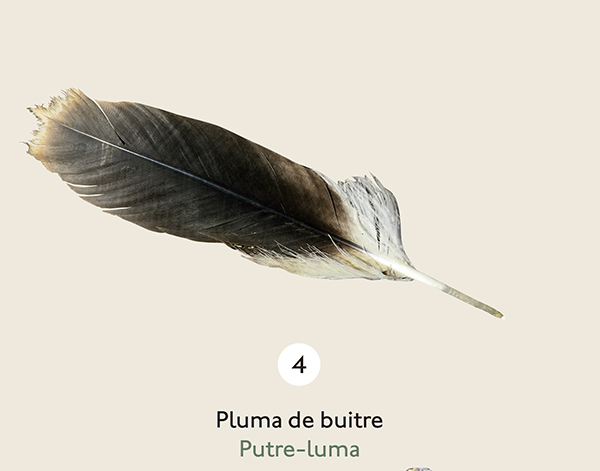 Imagen de una pluma marrón de buitre. En su inicio la pluma es de color blanco. 