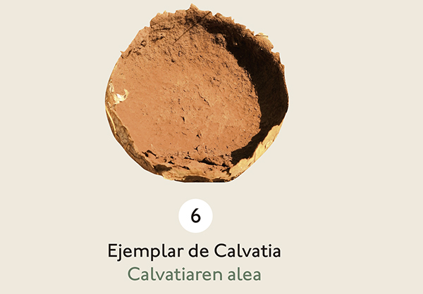 Ejemplar de hongo Calvatia con forma circular y un color teja intenso.