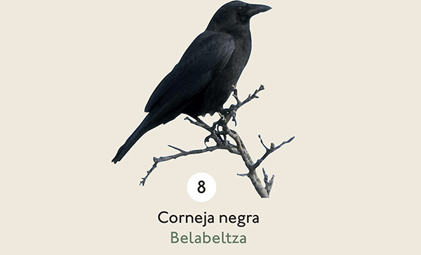 Corneja negra (tipo de ave de la familia del cuervo, pero de mayor tamaño) posada en una rama con las alas cerradas que mira al frente. 