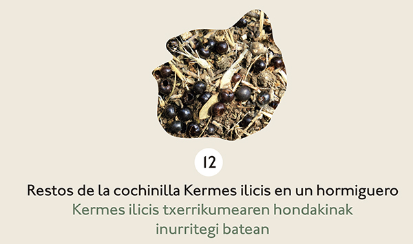 Cochinilla Kermes ilicis, insecto con apariencia redonda y de color negro, en un hormiguero.