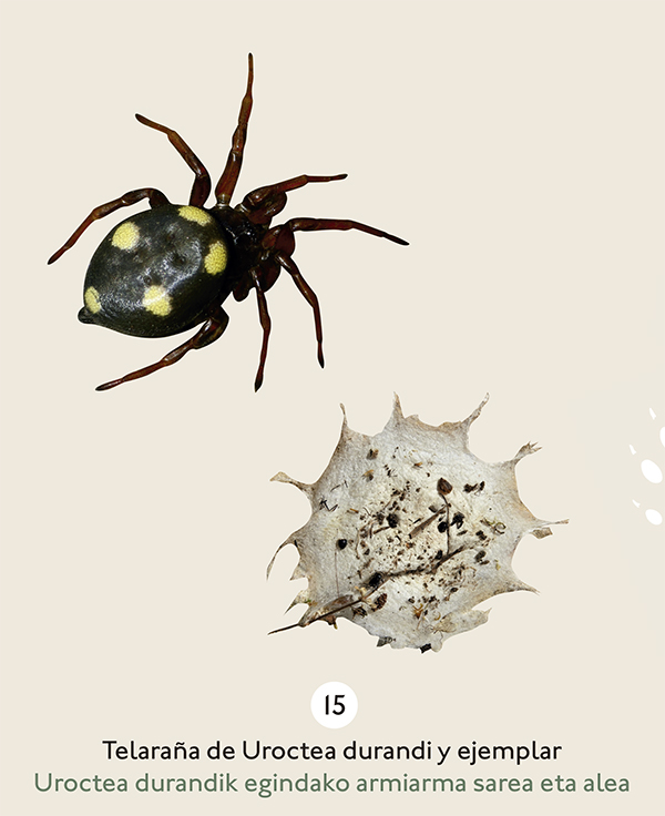 Araña Uroctea de patas cortas y color negro con 5 motas amarillas grandes en el cuerpo. A su lado, imagen de una telaraña muy densa con ramitas y hojas incrustadas.
